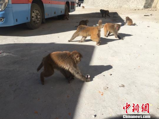 猴子們直接跑到了休息處的過路車輛旁邊，地上灑落著過往行人留下來的零食?！≮w朗 攝