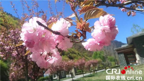 圖片默認(rèn)標(biāo)題_fororder_4、春日里綻放的櫻花