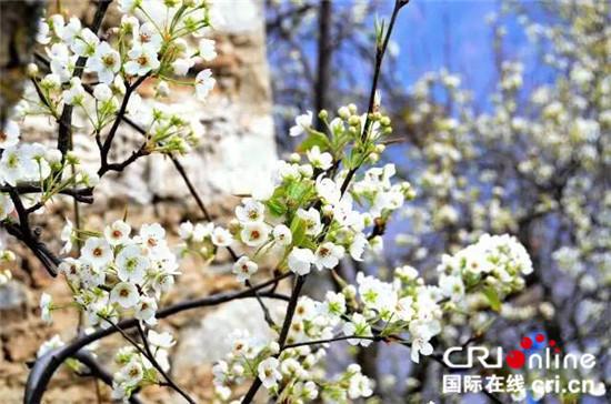 圖片默認(rèn)標(biāo)題_fororder_5、如漫天飛雪的梨花