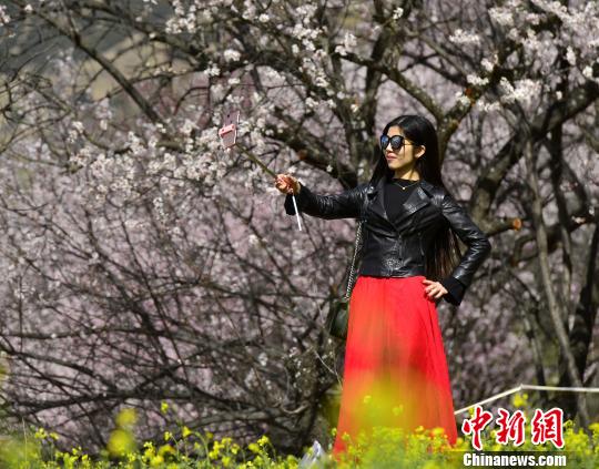 圖為內(nèi)地游客在桃花樹下自拍?！≈芪脑?攝