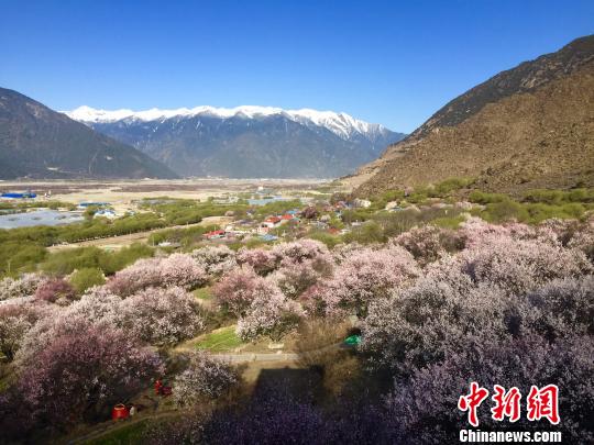 圖為嘎拉村盛開的桃花?！≮w朗 攝