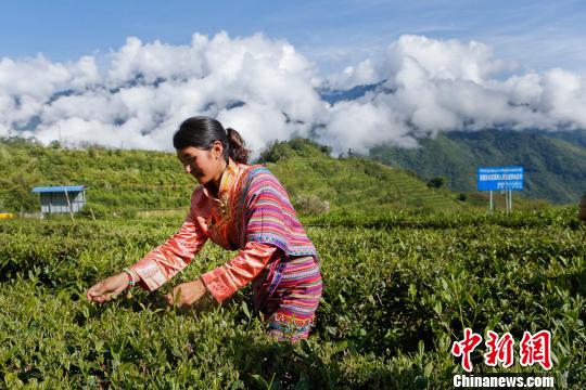 圖為當(dāng)?shù)剞r(nóng)戶在采茶。墨脫縣委宣傳部供圖