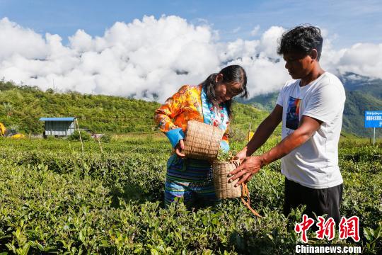 圖為當(dāng)?shù)剞r(nóng)戶在采茶。墨脫縣委宣傳部供圖