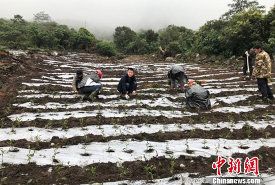 圖為當(dāng)?shù)剞r(nóng)戶種植茶葉。墨脫縣委宣傳部供圖