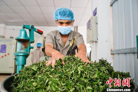 圖為墨脫茶廠的員工在炒茶。墨脫縣委宣傳部供圖